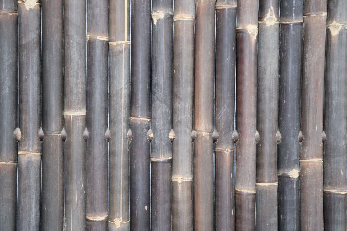 Bamboe schutting Giant | Zwart | Verschillende maten