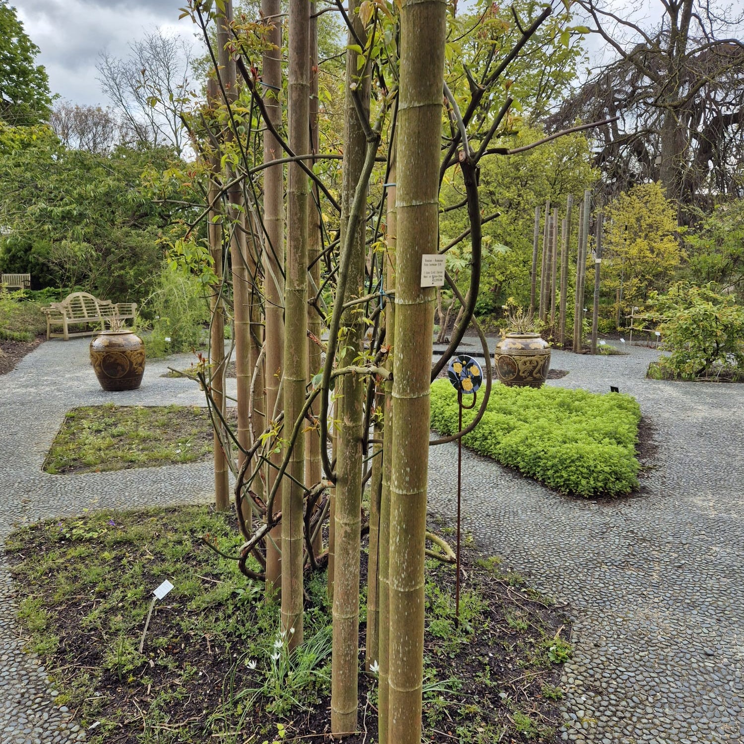 Bamboestok Naturel | Ø 12-14 cm | 300 cm