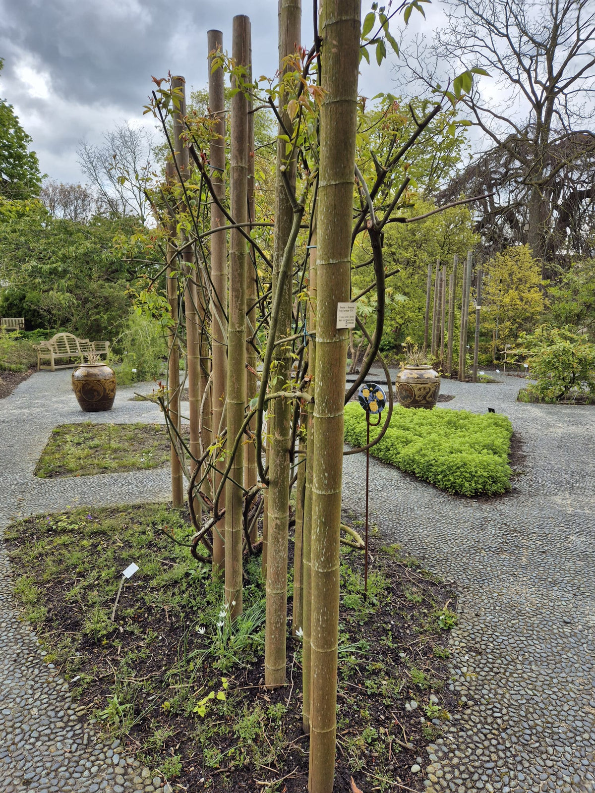 Bamboestok Naturel | Ø 12-14 cm | 300 cm