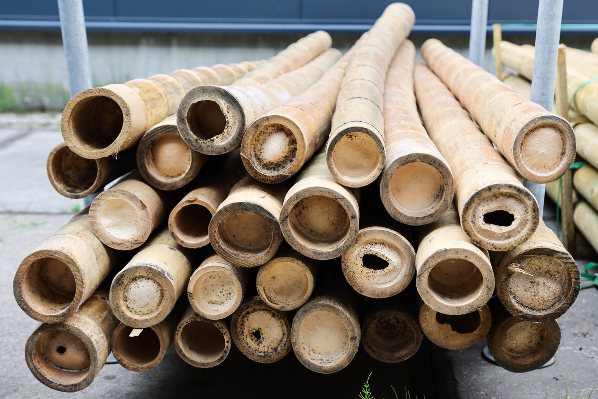 Bamboestok Naturel | Ø 10-12 cm | Verschillende Lengtes