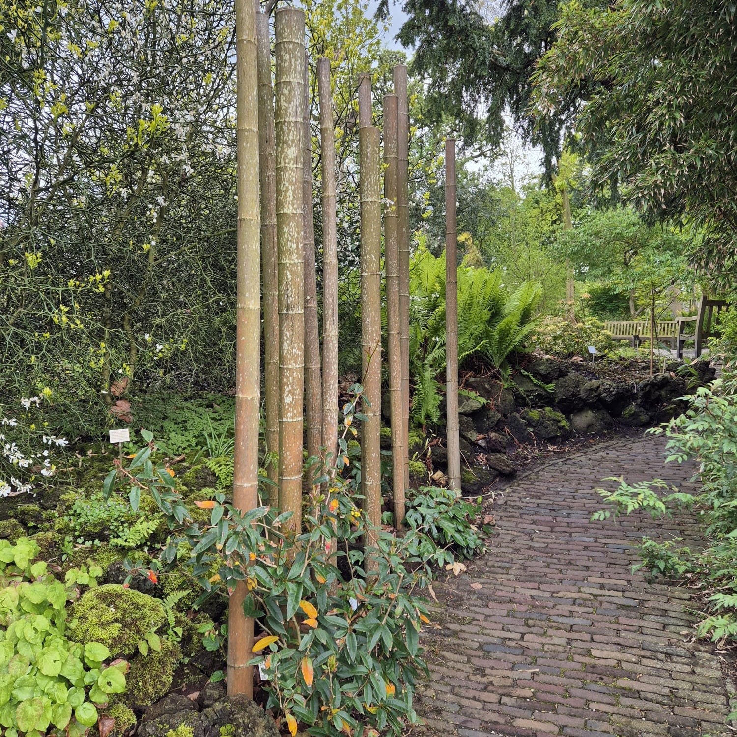 Bamboestok Naturel | Ø 10-12 cm | Verschillende Lengtes