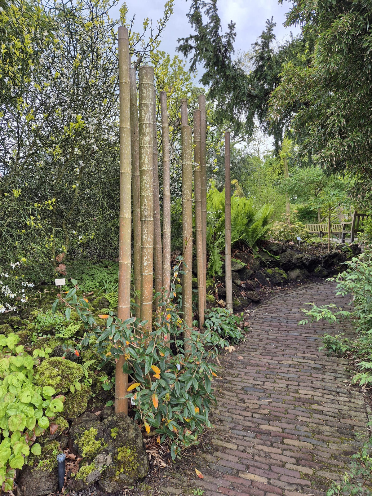 Bamboestok Naturel | Ø 4-5 cm | 250 cm