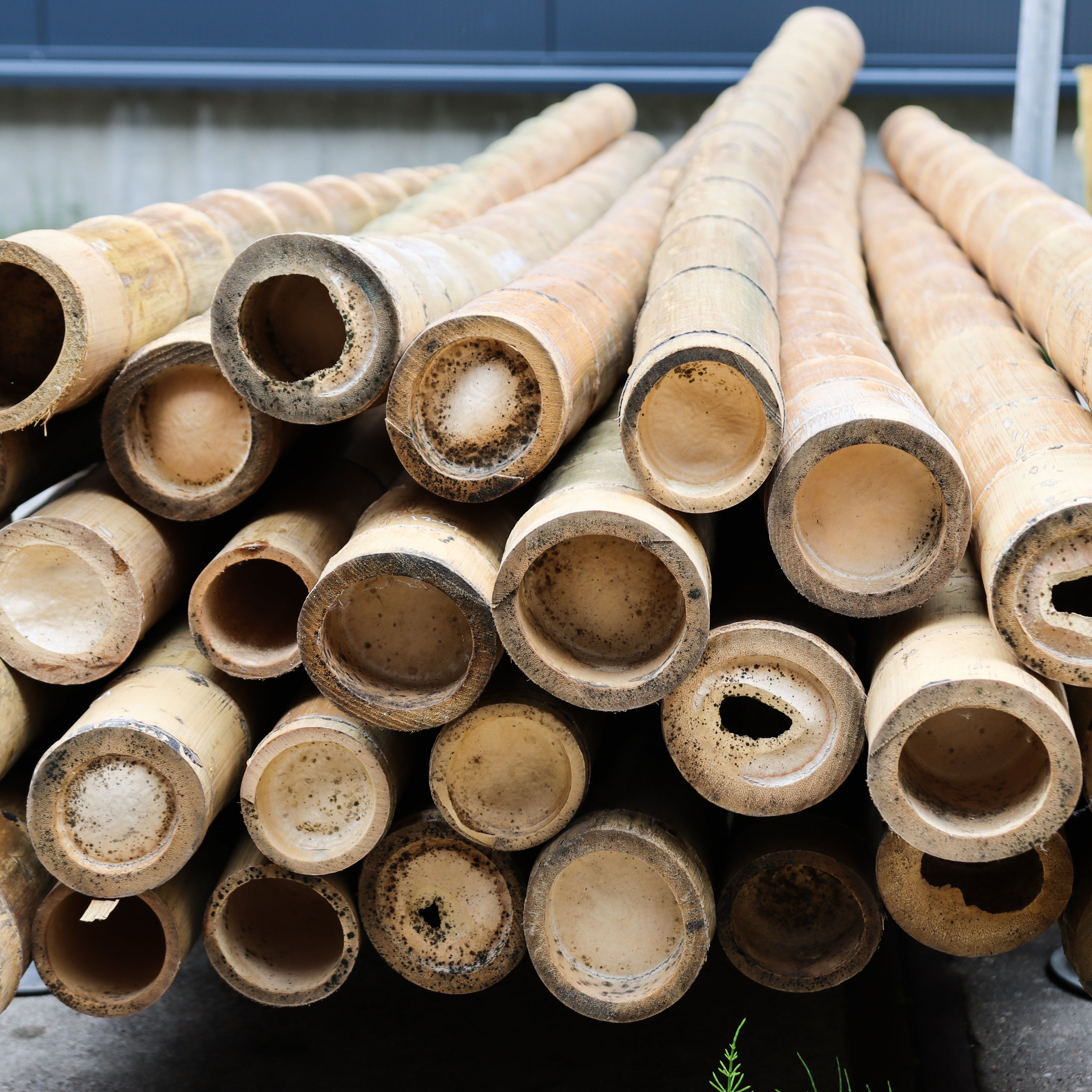 Bamboestok Naturel | Ø 12-14 cm | 300 cm