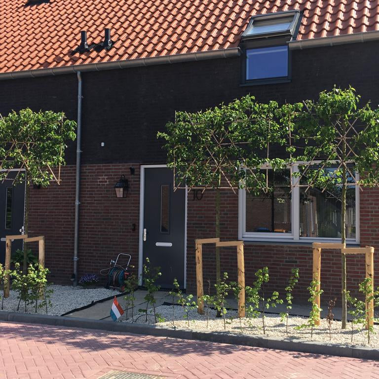 Boompaalset | Kastanje | Verschillende maten