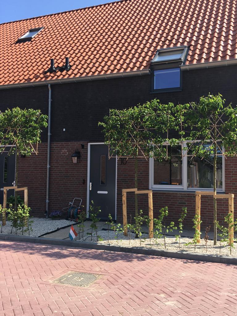 Boompaalset | Kastanje | Verschillende maten