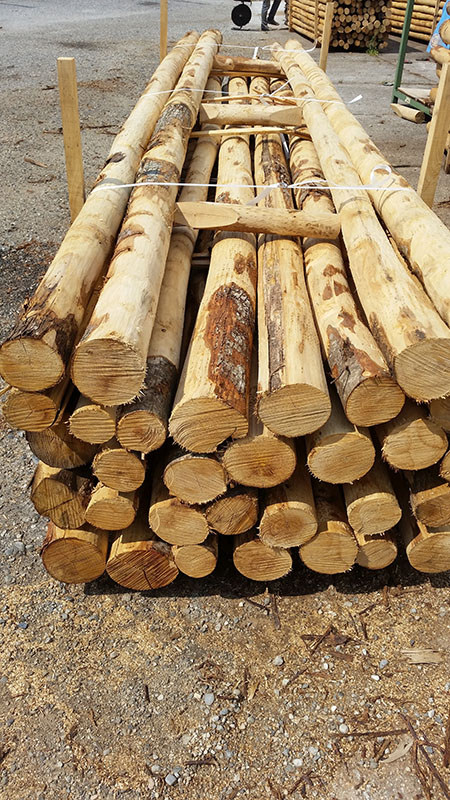 Kastanjepaal Ongepunt