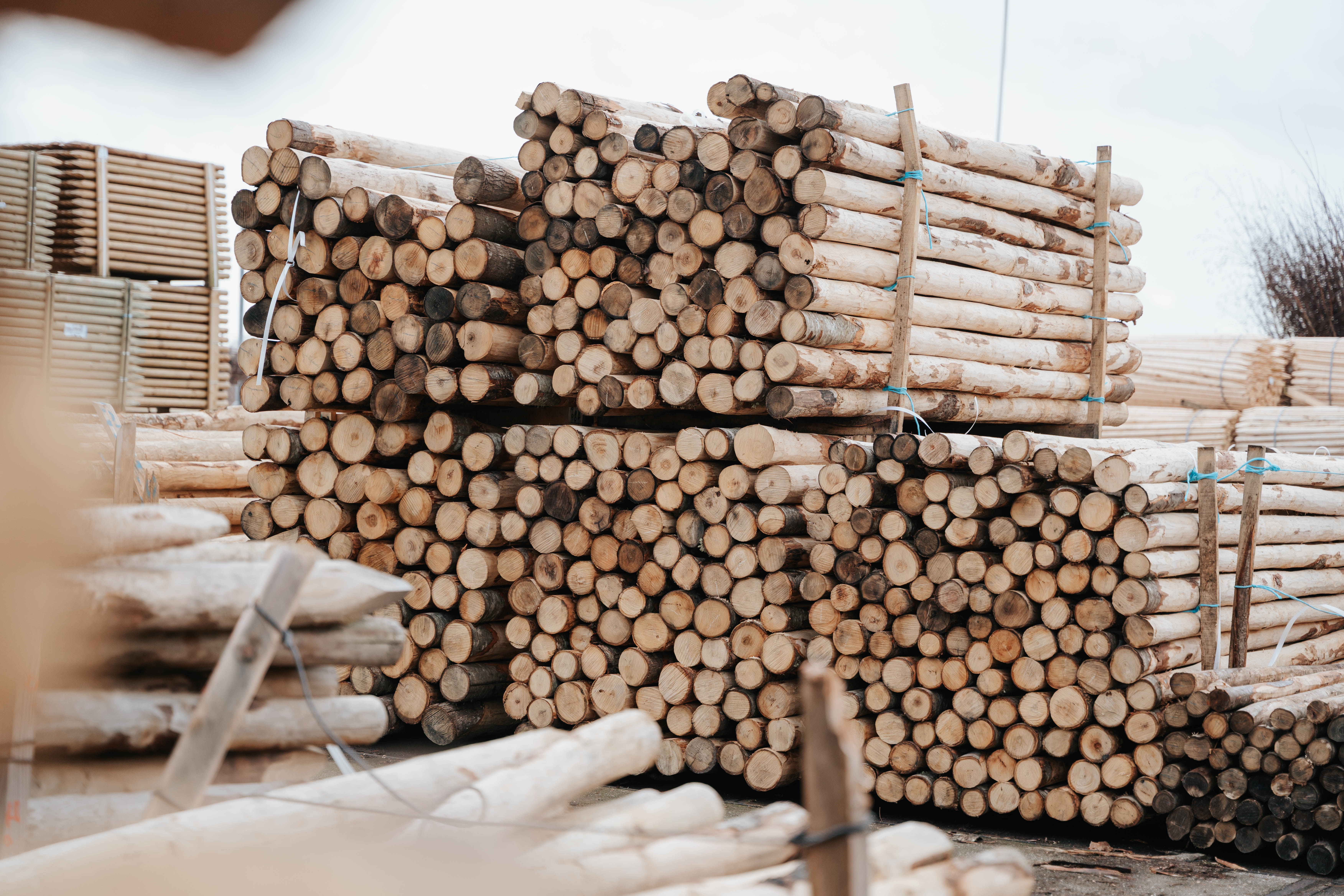 Kastanjepaal Ongepunt | Verschillende Maten 