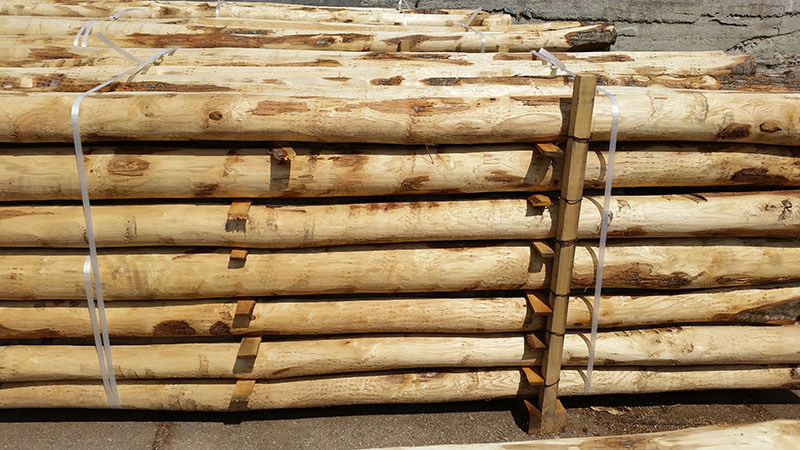 Kastanjepaal Ongepunt