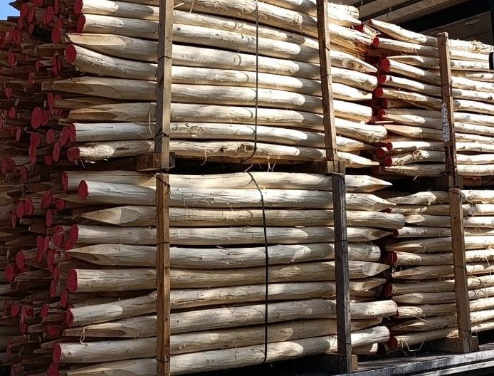 Robinia paal Geschild | Ø 14/16 CM | 300 cm 